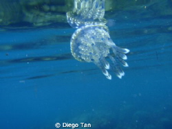jelly  belly by Diego Tan 